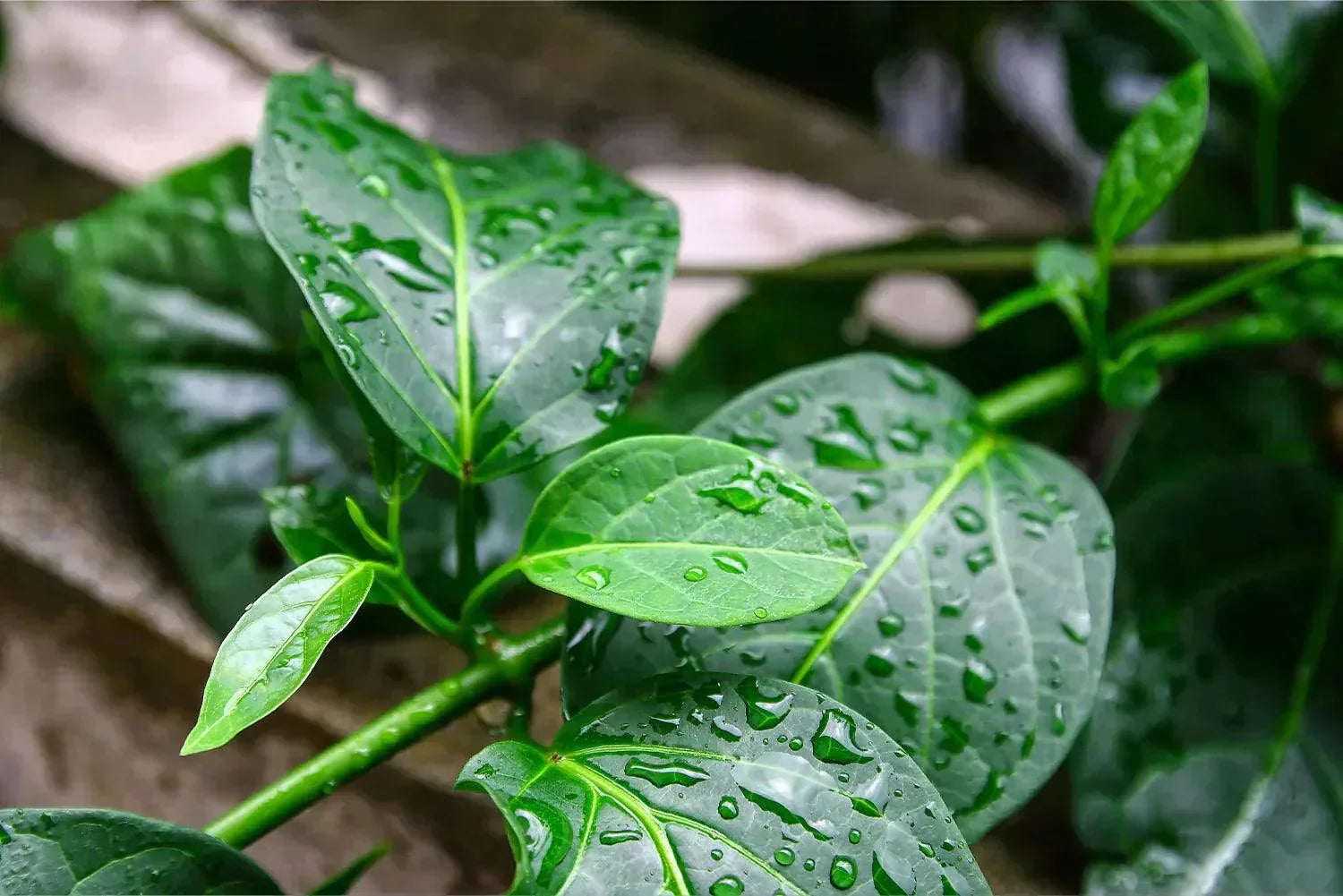 Gymnema sylvestre plante anti-sucre