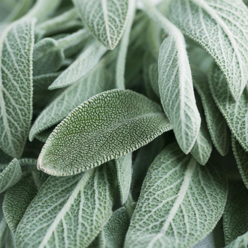 Transpi Stop : complément alimentaire transpiration - NutriLife Shop