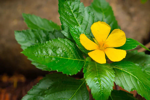 Damiana : bienfaits, usage et où acheter cette plante aux vertus ancestrales ?