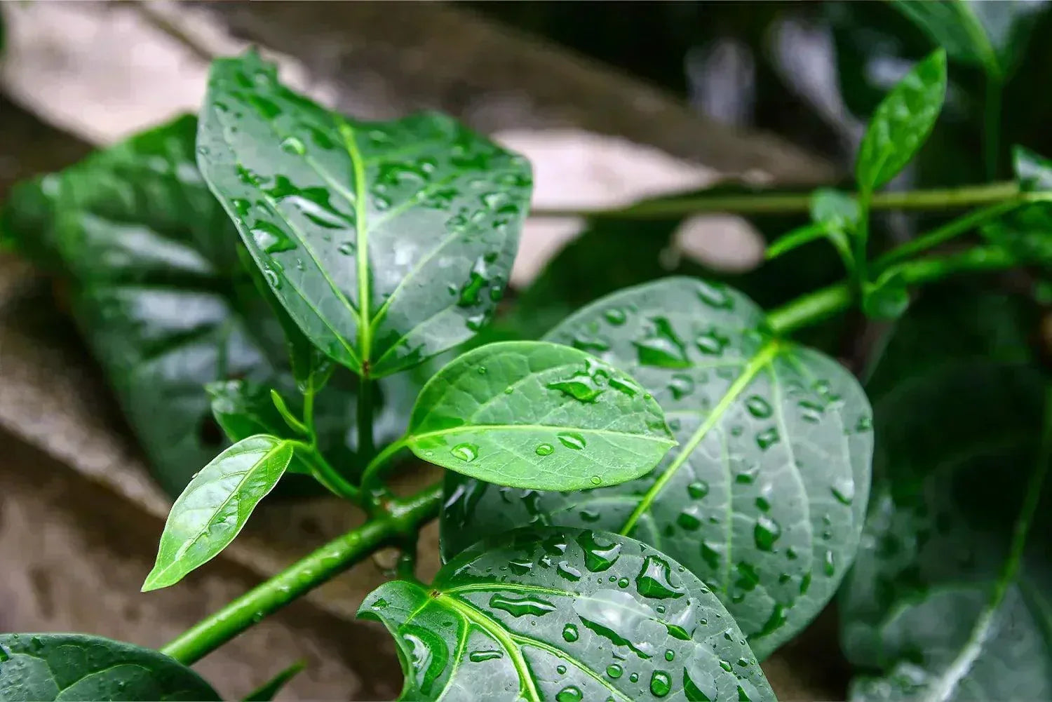 Gymnema sylvestre plante anti-sucre