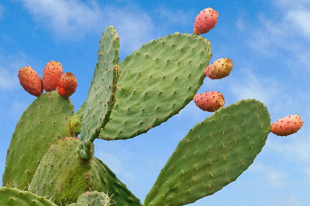 nopal