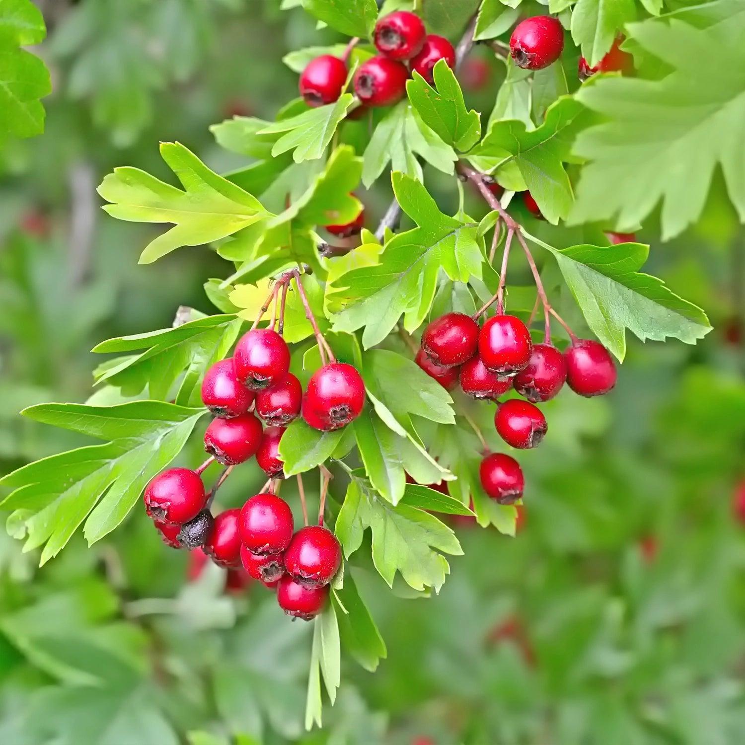 TensioZen - Blutdruck