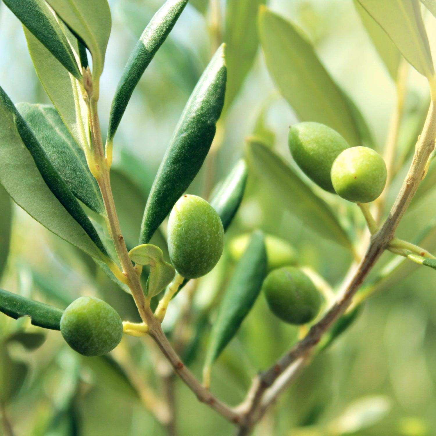 TensioZen - Blutdruck