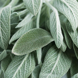 Transpi Stop : complément alimentaire transpiration - NutriLife Shop